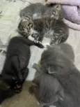 Gatinhos filhotes