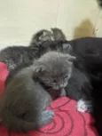 Gatinhos filhotes
