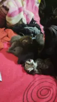Gatinhos filhotes