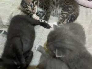 Gato raça Branco e  Preto, e tigrado idade 2 a 6 meses nome Gatinhos filhotes