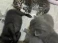 Gatinhos filhotes