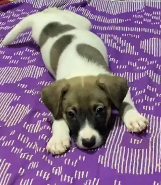 Cachorro ra a SRD-ViraLata idade 2 a 6 meses nome Cory