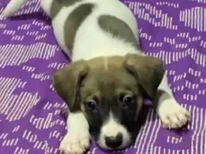 Cachorro raça SRD-ViraLata idade 2 a 6 meses nome Cory