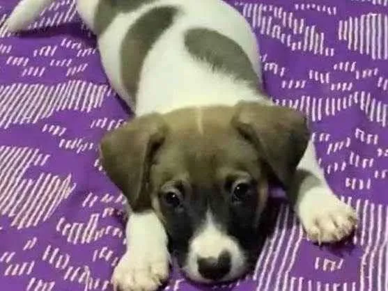 Cachorro ra a SRD-ViraLata idade 2 a 6 meses nome Cory
