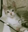 Dori
