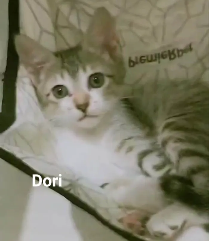 Gato ra a SRD-ViraLata idade 2 a 6 meses nome Dori