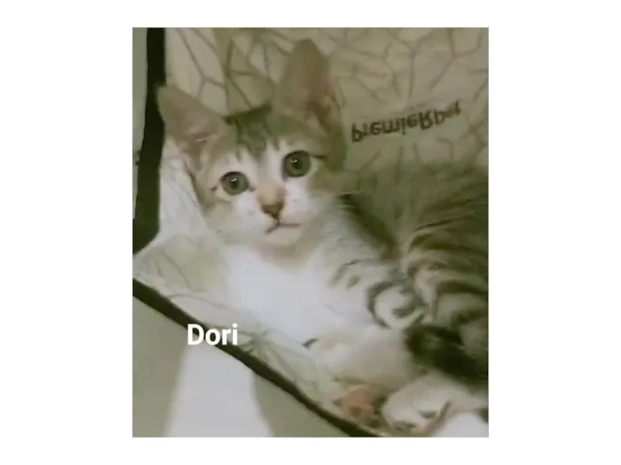 Gato ra a SRD-ViraLata idade 2 a 6 meses nome Dori