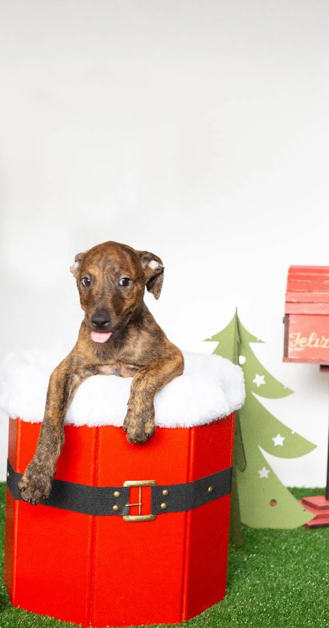 Cachorro ra a SRD-ViraLata idade 2 a 6 meses nome Louis 
