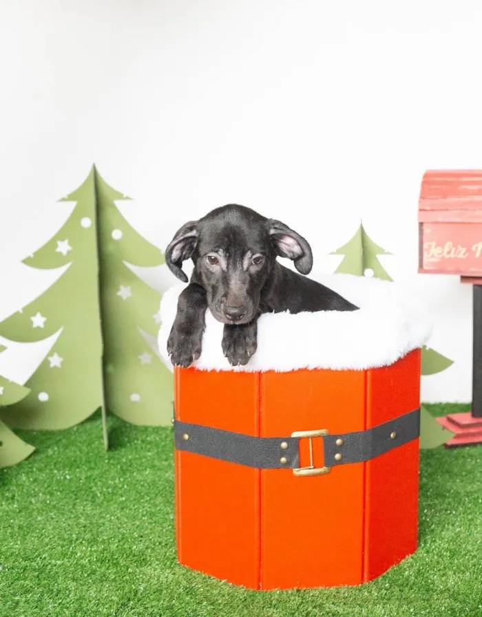 Cachorro ra a SRD-ViraLata idade 2 a 6 meses nome Leleco 
