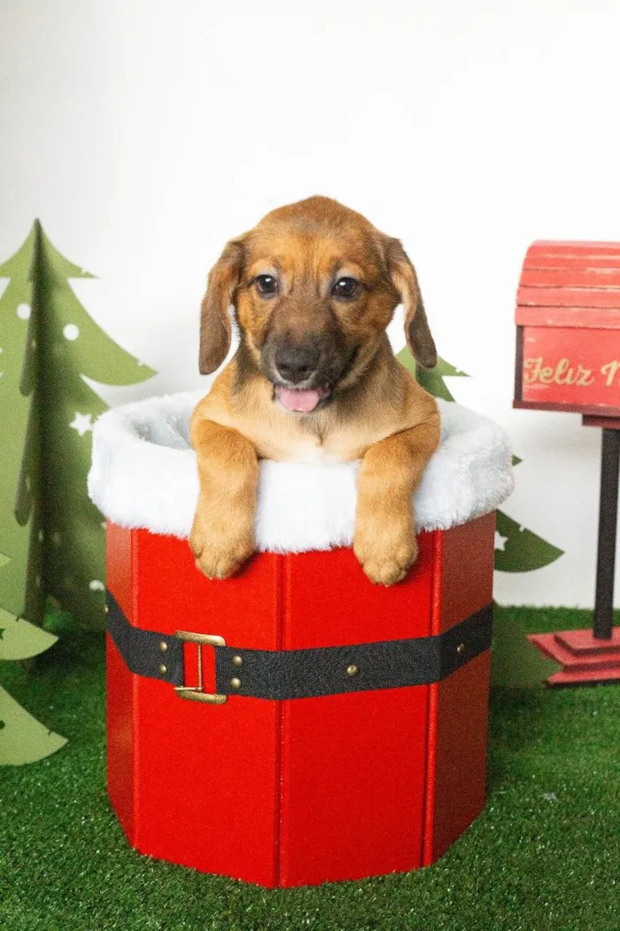 Cachorro ra a SRD-ViraLata idade 2 a 6 meses nome Yoshi 