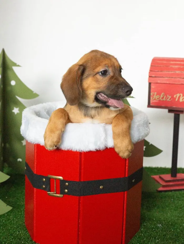Cachorro ra a SRD-ViraLata idade 2 a 6 meses nome Yoshi 