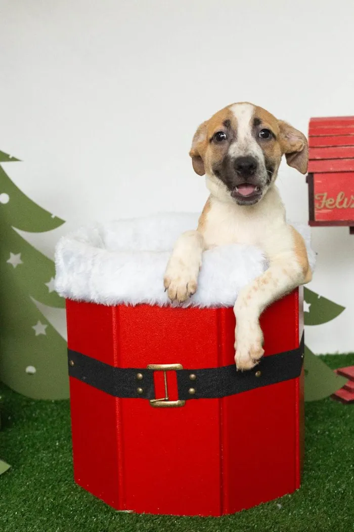 Cachorro ra a SRD-ViraLata idade 2 a 6 meses nome Ágata 
