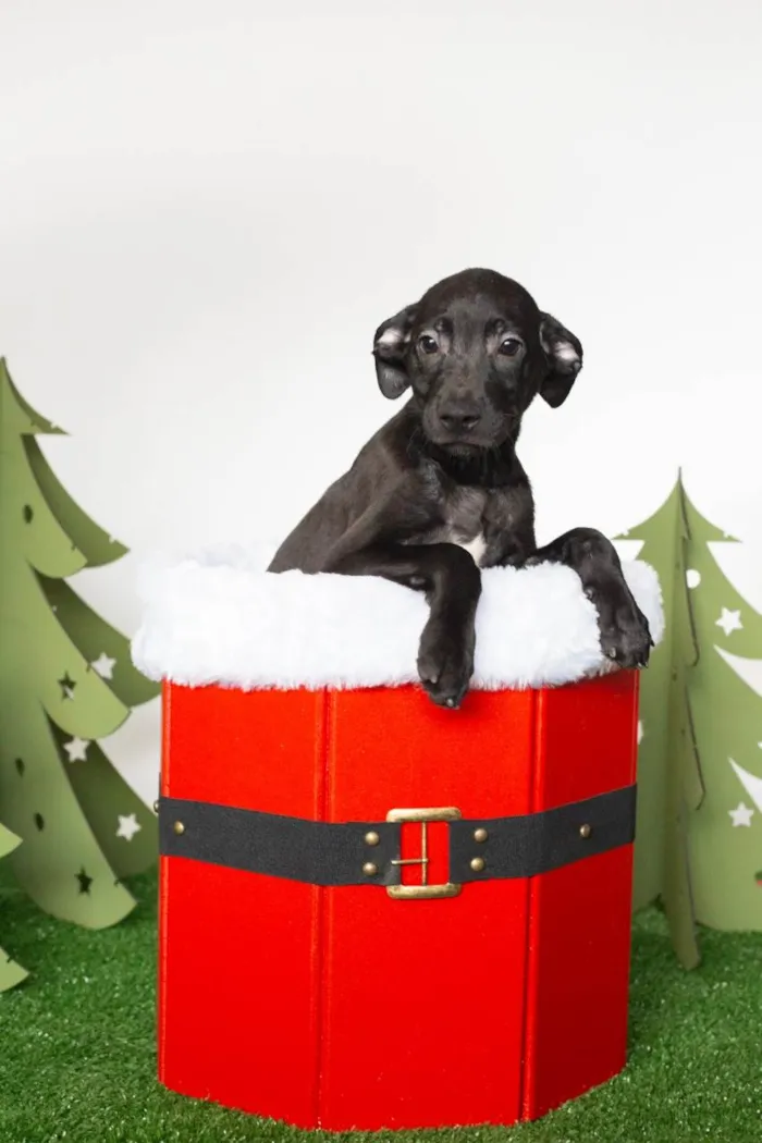 Cachorro ra a SRD-ViraLata idade  nome Cadinho 