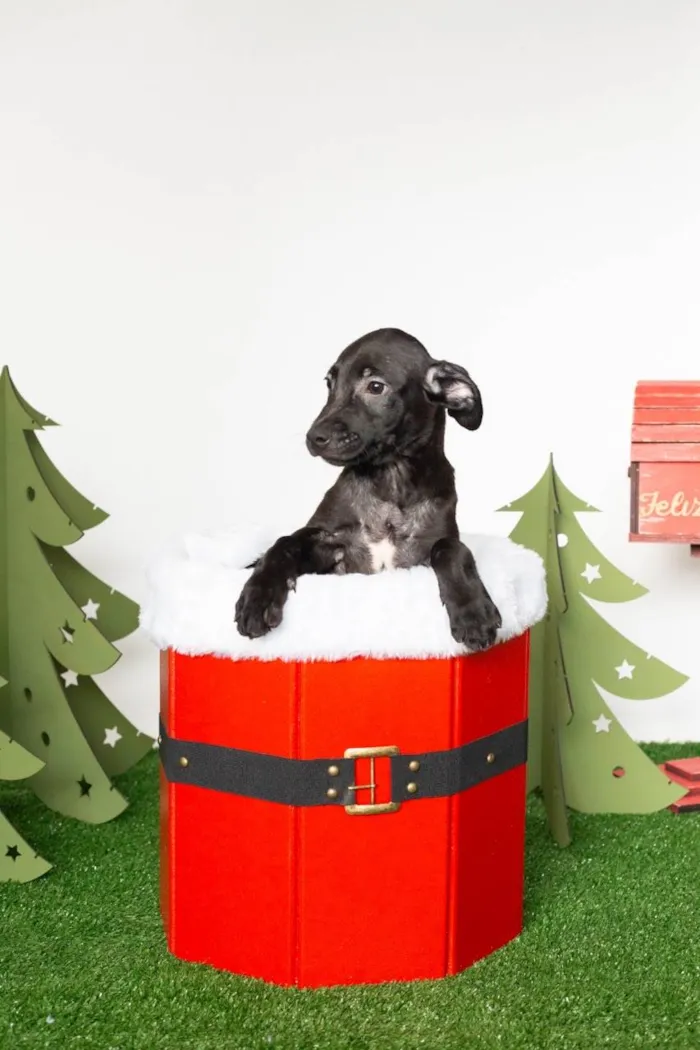 Cachorro ra a SRD-ViraLata idade  nome Cadinho 