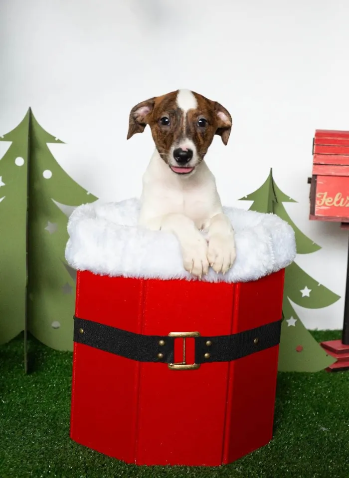Cachorro ra a SRD-ViraLata idade 2 a 6 meses nome Chanel 