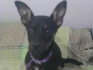 Cachorro raça SRD-ViraLata idade 2 a 6 meses nome Xiru