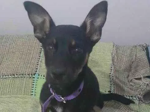 Cachorro ra a SRD-ViraLata idade 2 a 6 meses nome Xiru