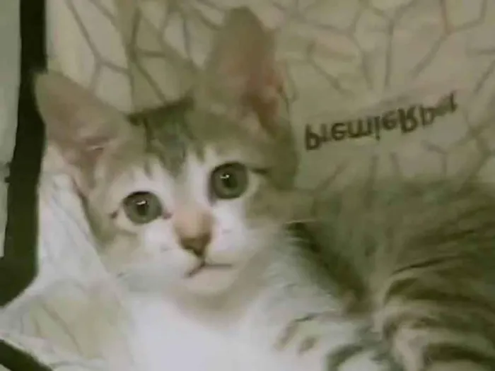 Gato ra a SRD-ViraLata idade 2 a 6 meses nome Dori