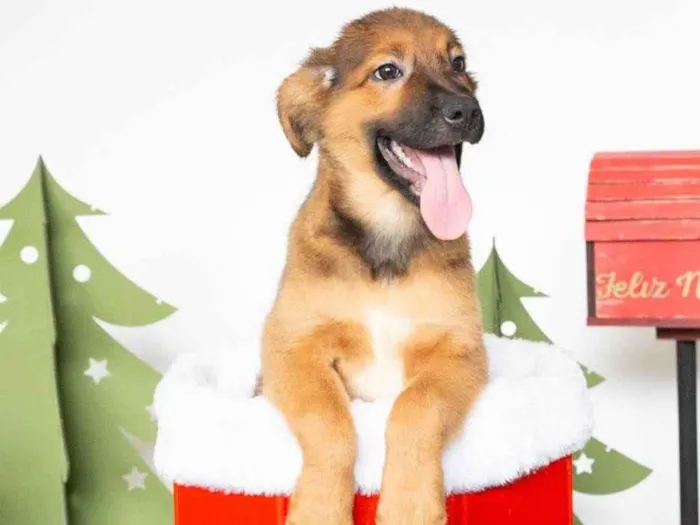Cachorro ra a SRD-ViraLata idade 2 a 6 meses nome Tufão 