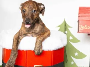 Cachorro raça SRD-ViraLata idade 2 a 6 meses nome Louis 
