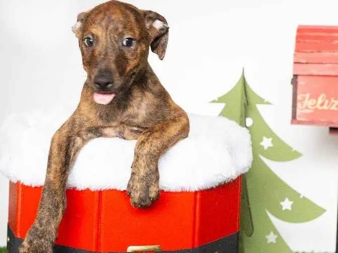 Cachorro ra a SRD-ViraLata idade 2 a 6 meses nome Louis 