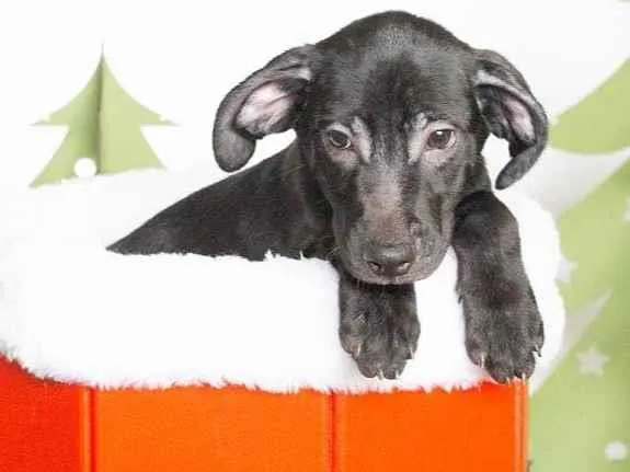 Cachorro ra a SRD-ViraLata idade 2 a 6 meses nome Leleco 