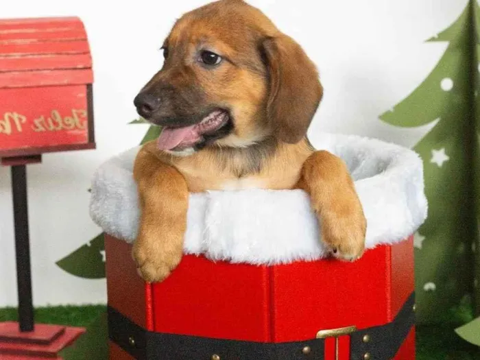 Cachorro ra a SRD-ViraLata idade 2 a 6 meses nome Yoshi 