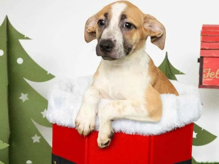 Cachorro ra a SRD-ViraLata idade 2 a 6 meses nome Ágata 