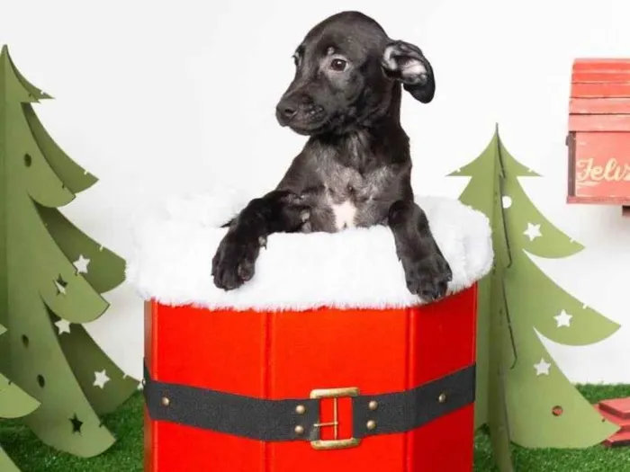 Cachorro ra a SRD-ViraLata idade  nome Cadinho 