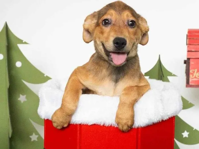 Cachorro ra a SRD-ViraLata idade 2 a 6 meses nome Mary 