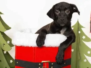 Cachorro raça SRD-ViraLata idade 2 a 6 meses nome Jorginho 