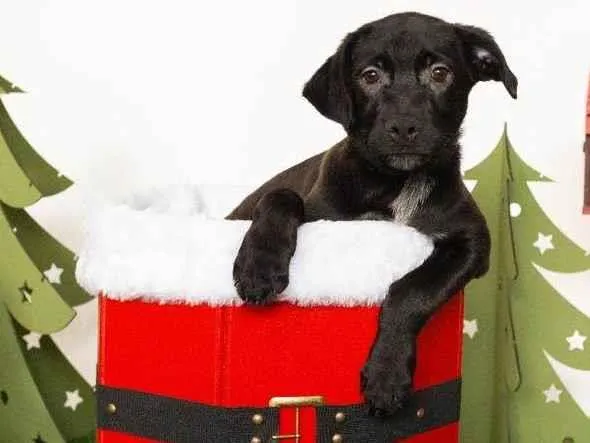 Cachorro ra a SRD-ViraLata idade 2 a 6 meses nome Jorginho 