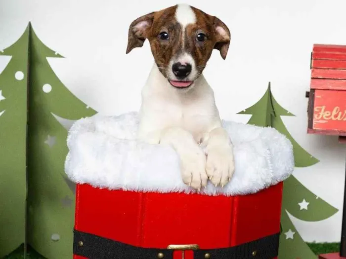 Cachorro ra a SRD-ViraLata idade 2 a 6 meses nome Chanel 
