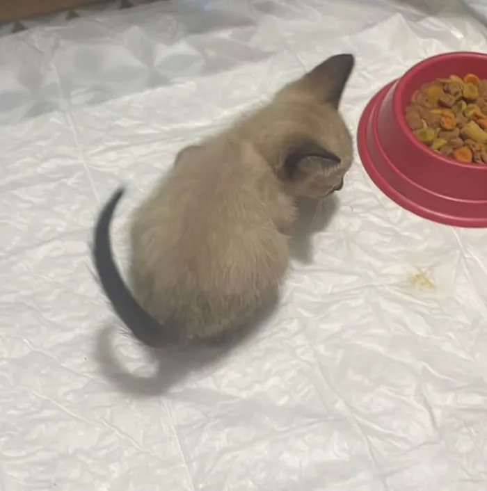 Gato ra a SRD-ViraLata idade 2 a 6 meses nome Babys 