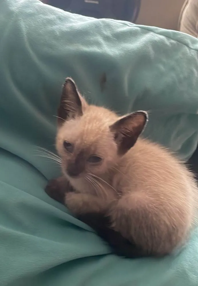 Gato ra a SRD-ViraLata idade 2 a 6 meses nome Babys 