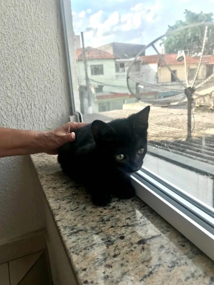 Gato ra a SRD-ViraLata idade 2 a 6 meses nome Kiwi bb2meses 