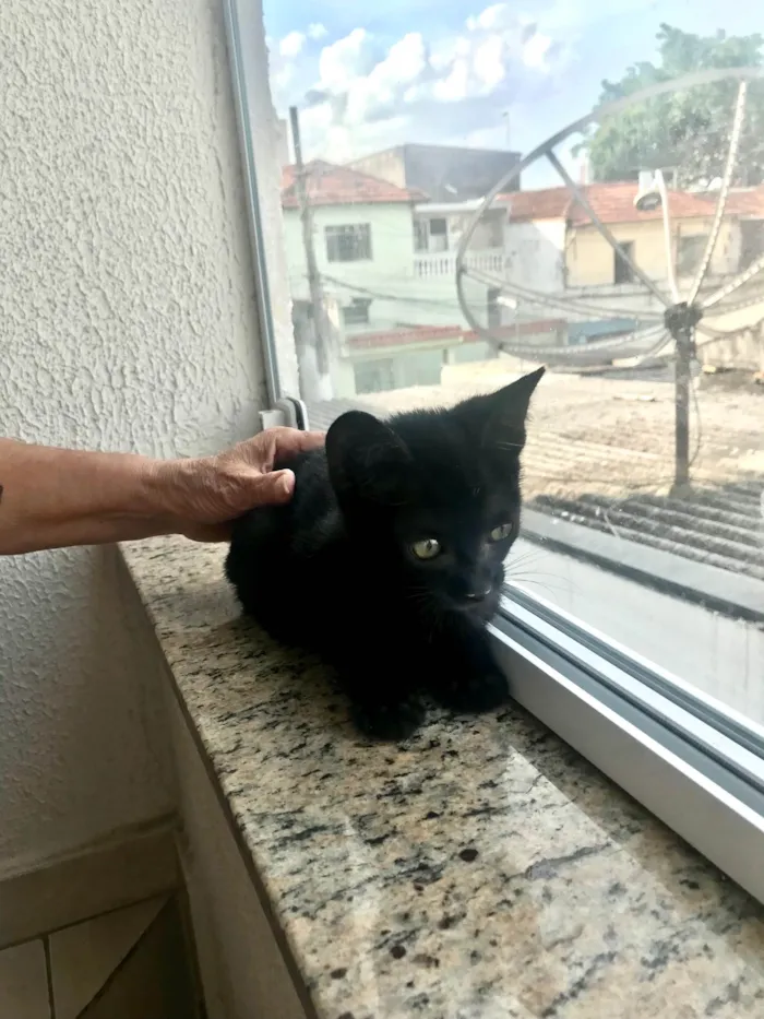 Gato ra a SRD-ViraLata idade 2 a 6 meses nome Kiwi bb2meses 