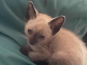 Gato raça SRD-ViraLata idade 2 a 6 meses nome Babys 
