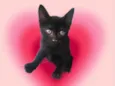 Kiwi bb2meses 