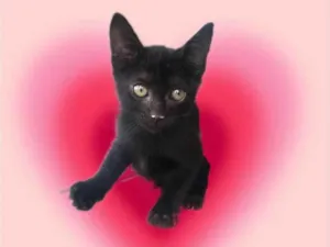 Gato raça SRD-ViraLata idade 2 a 6 meses nome Kiwi bb2meses 