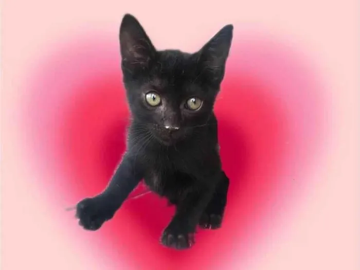 Gato ra a SRD-ViraLata idade 2 a 6 meses nome Kiwi bb2meses 