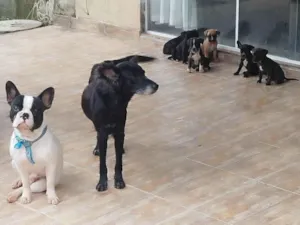 Cachorro raça Misturado boodog francês  idade Abaixo de 2 meses nome Novos