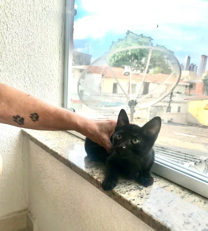 Gato ra a SRD-ViraLata idade 2 a 6 meses nome Kiwi bb2meses 