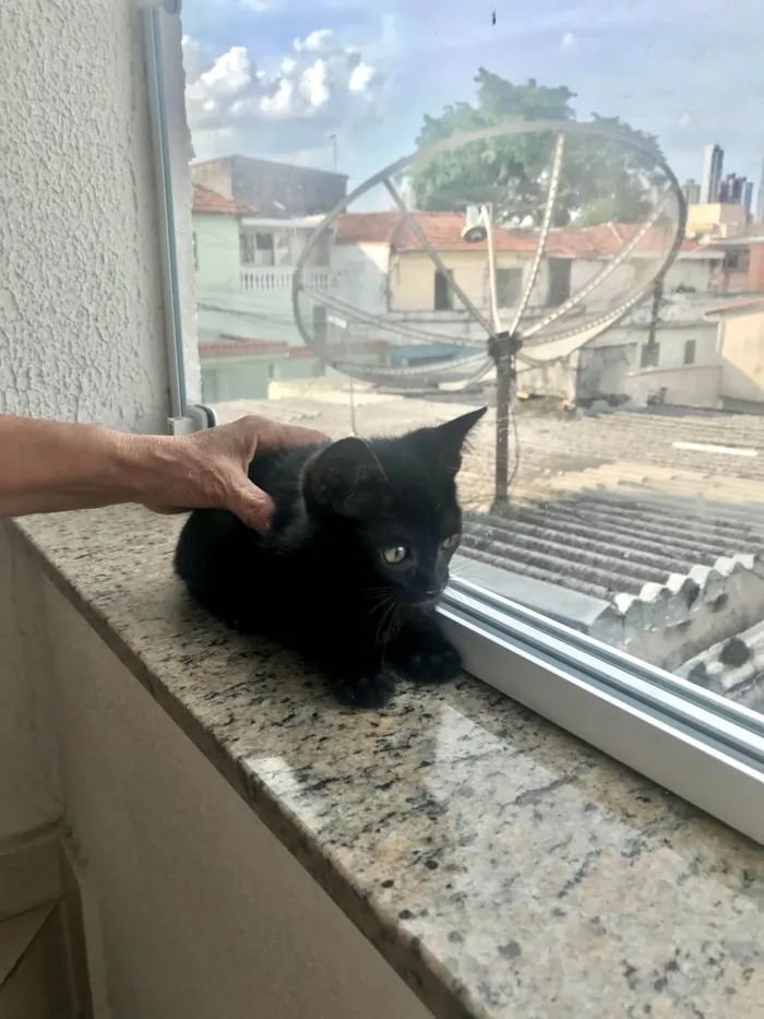 Gato ra a SRD-ViraLata idade 2 a 6 meses nome Kiwi bb2meses 