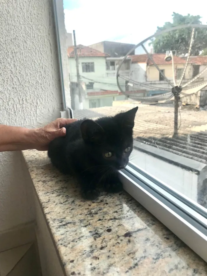 Gato ra a SRD-ViraLata idade 2 a 6 meses nome Kiwi bb2meses 