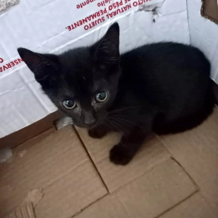 Gato ra a SRD-ViraLata idade 2 a 6 meses nome Kiwi bb2meses 