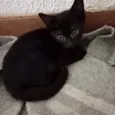 Kiwi bb2meses