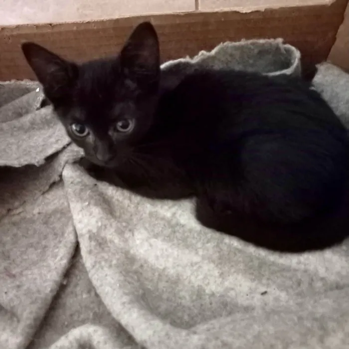 Gato ra a SRD-ViraLata idade 2 a 6 meses nome Kiwi bb2meses 