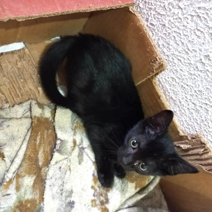 Gato ra a SRD-ViraLata idade 2 a 6 meses nome Kiwi bb2meses 