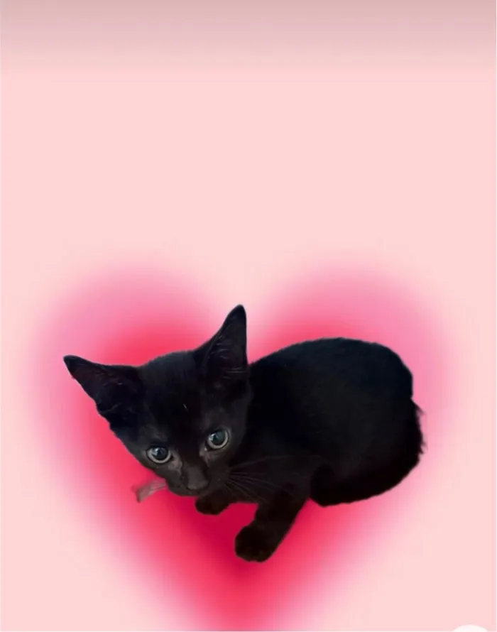Gato ra a SRD-ViraLata idade 2 a 6 meses nome Kiwi bb2meses 